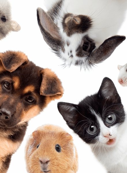 Premium pet care & dog walking crews